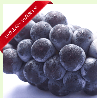 シャインマスカット